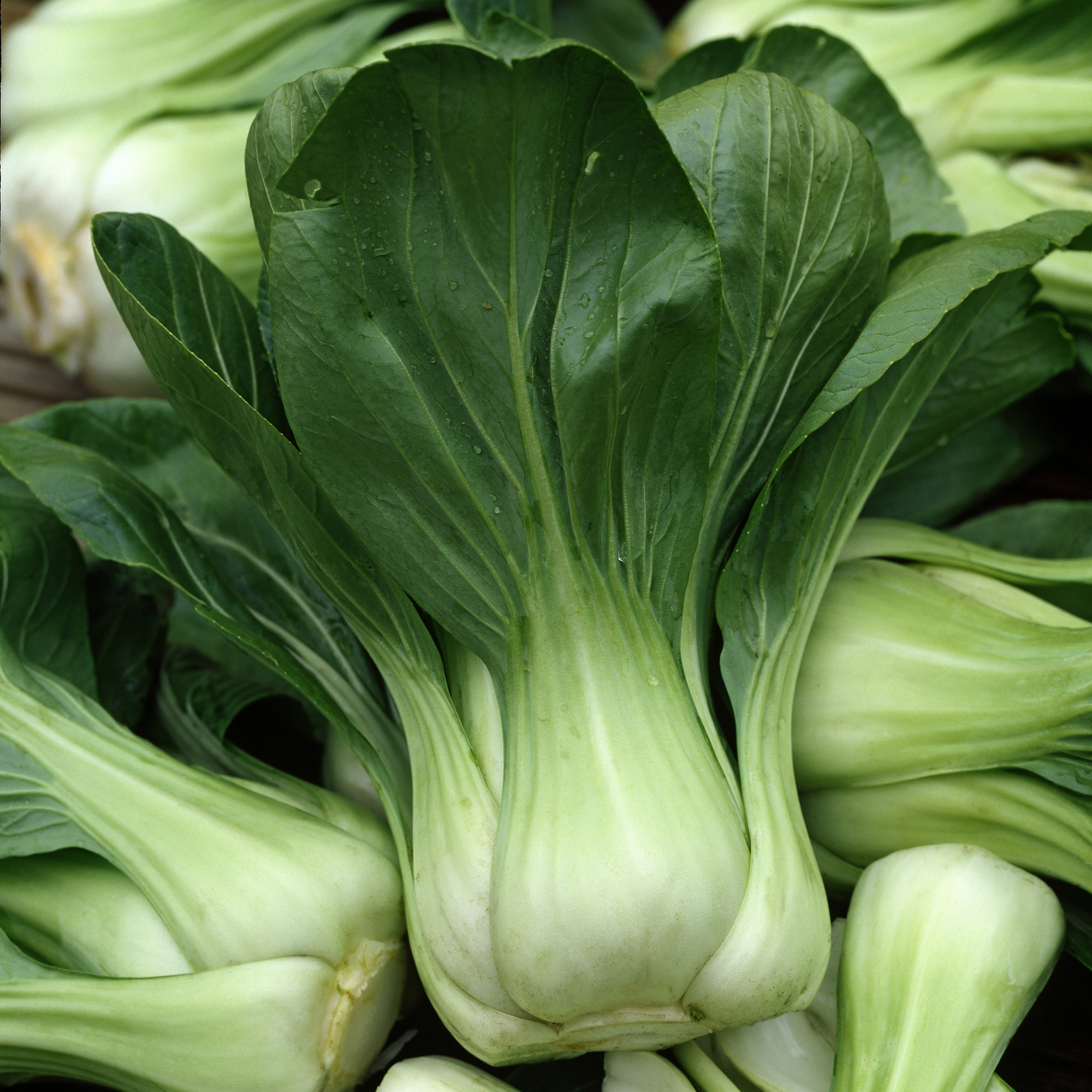 Pak Choi